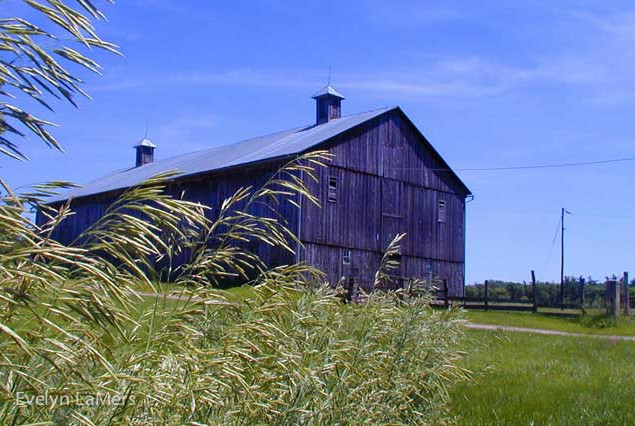 Evelyn_LaMers_Barn-Grasses