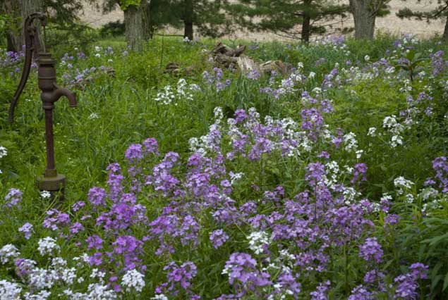 hfl_spring_flowers_eppley-60c