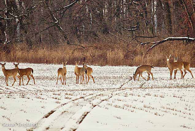 deer-in-the-field-2013